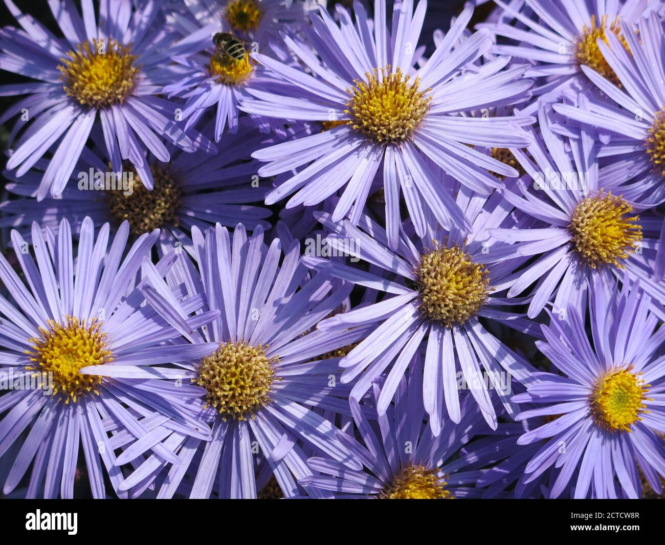 Close-up of the massed flower heads of vivid blue & yellow daisy-like flowers from aster amellus 'King George' also known as Michaelmas Daisies. Stock Photo