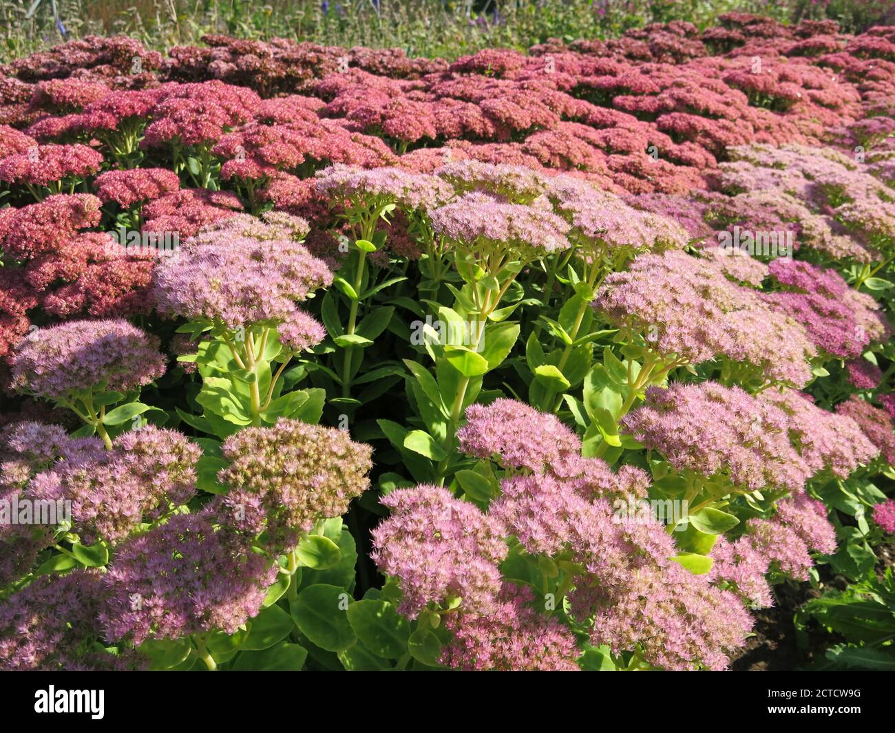 A stock bed in the nursery at Waterperry Gardens showing a colourful display of sedums Autumn Joy, Makinoi Matrona & Spectabile Meteor Stock Photo