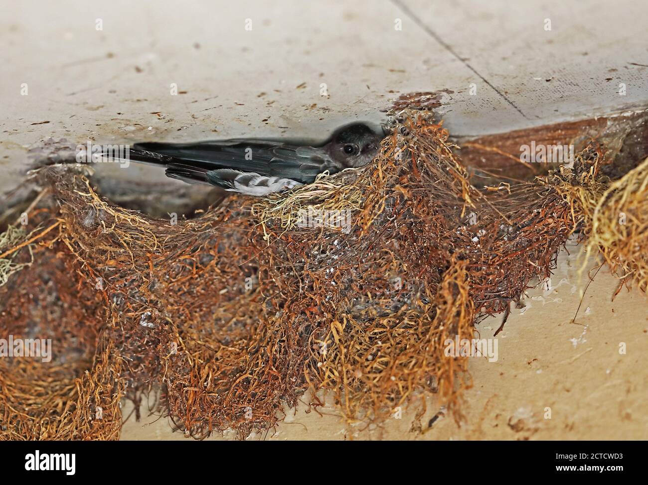 Glossy Swiftlet (Collocalia esculenta natalis) adult on nest  Christmas Island, Australia       July Stock Photo