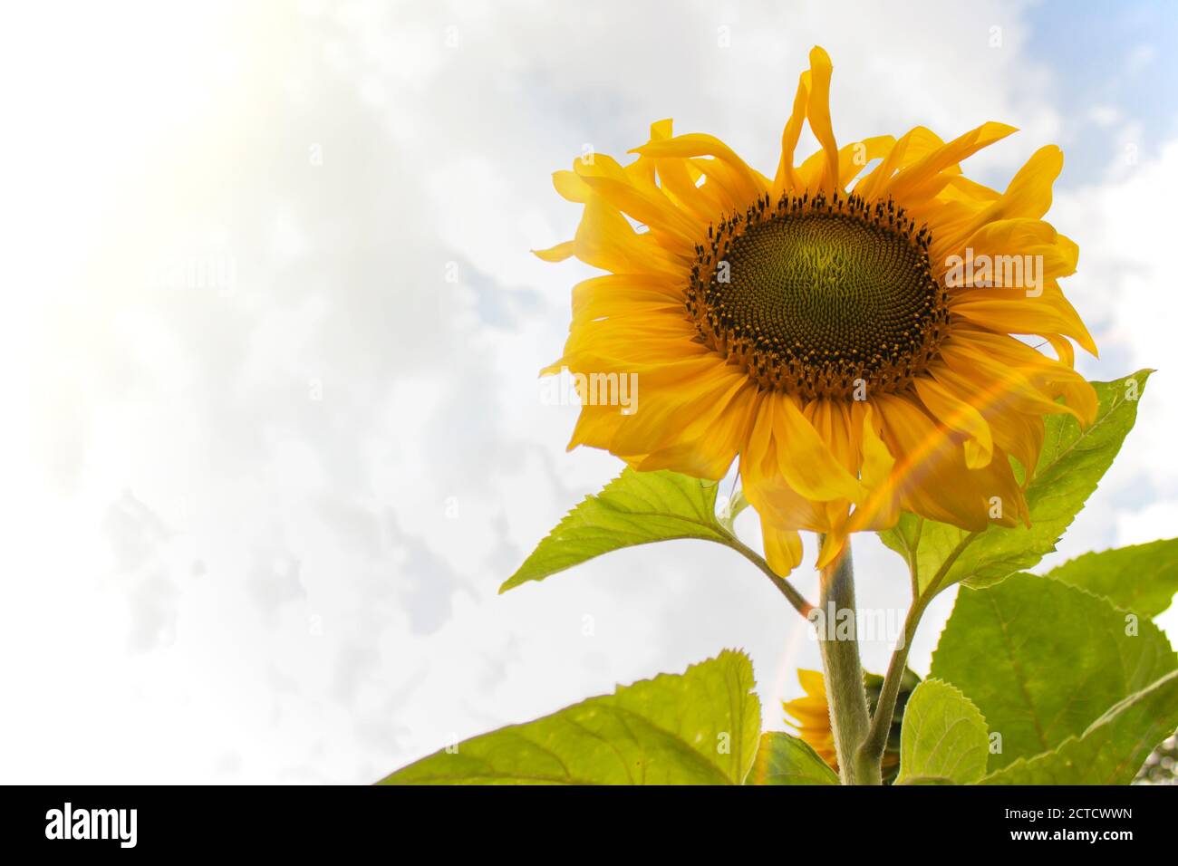 Sunflower field at sunset Stock Photo - Alamy