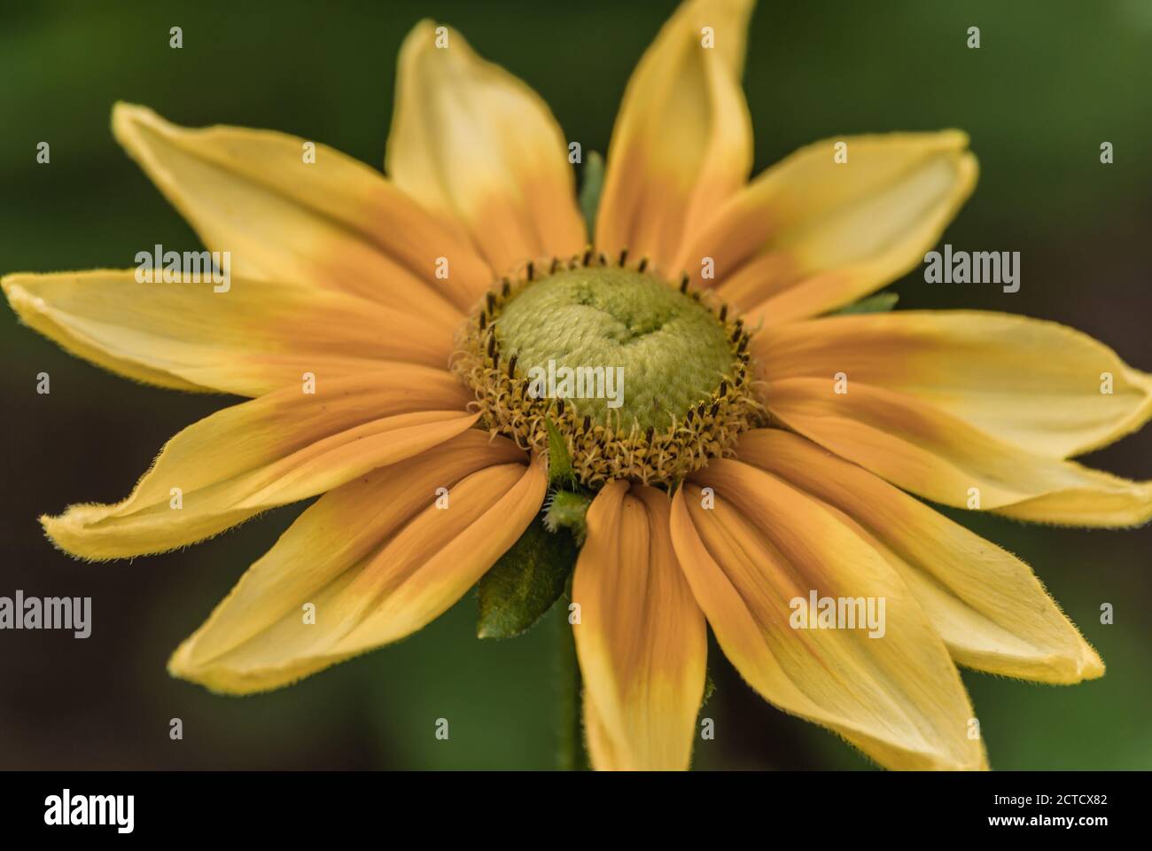 Close up Portrait of a Angelita Daisy Flower. Stock Photo
