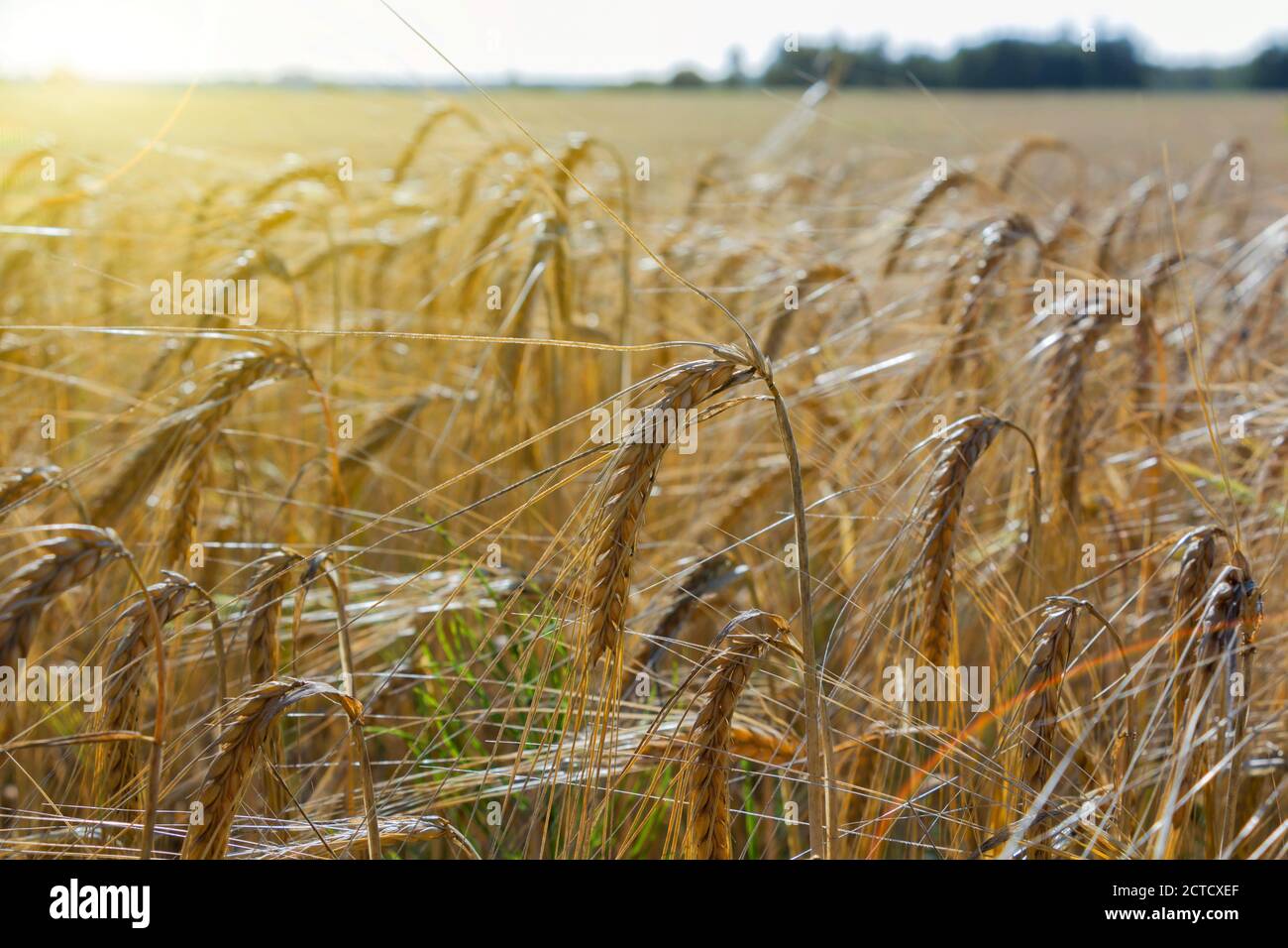 Wheat field. Ears of golden wheat close up. Beautiful Nature Sunset ...