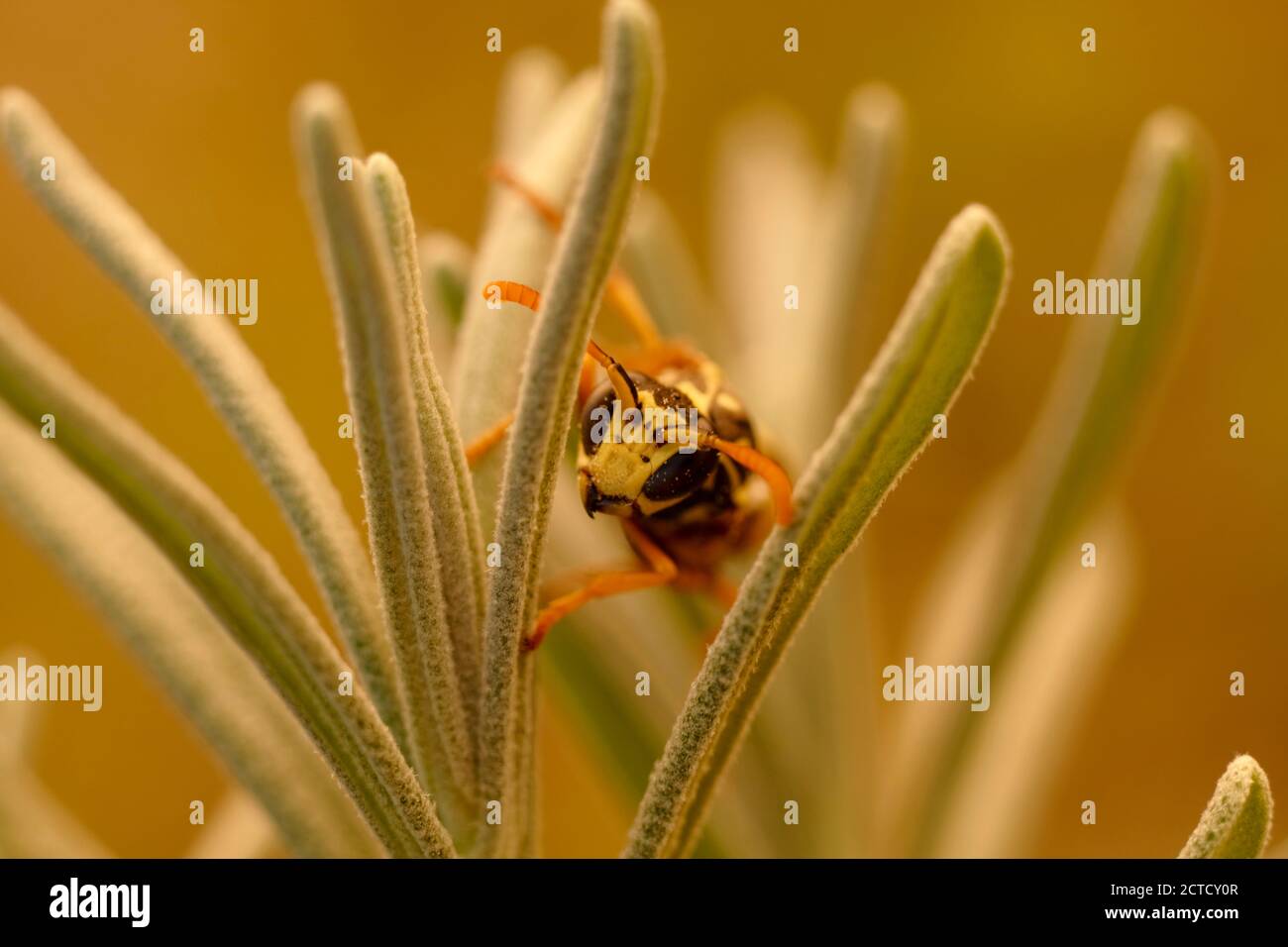 The bee sits on a lavender leaf and looks at the camera. blur and selective focus. Bee head macro. Stock Photo
