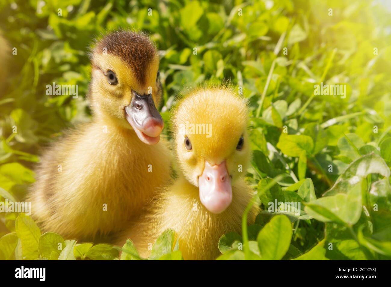 The head of a cute little newborn Yellowhead in green grass. Two ducks have just hatched. Stock Photo