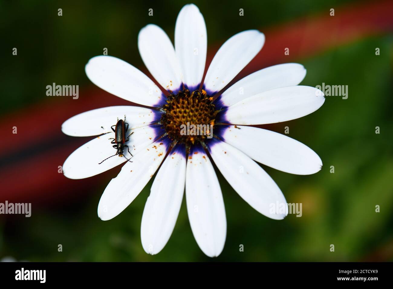 Cape Daisy with beetle Stock Photo