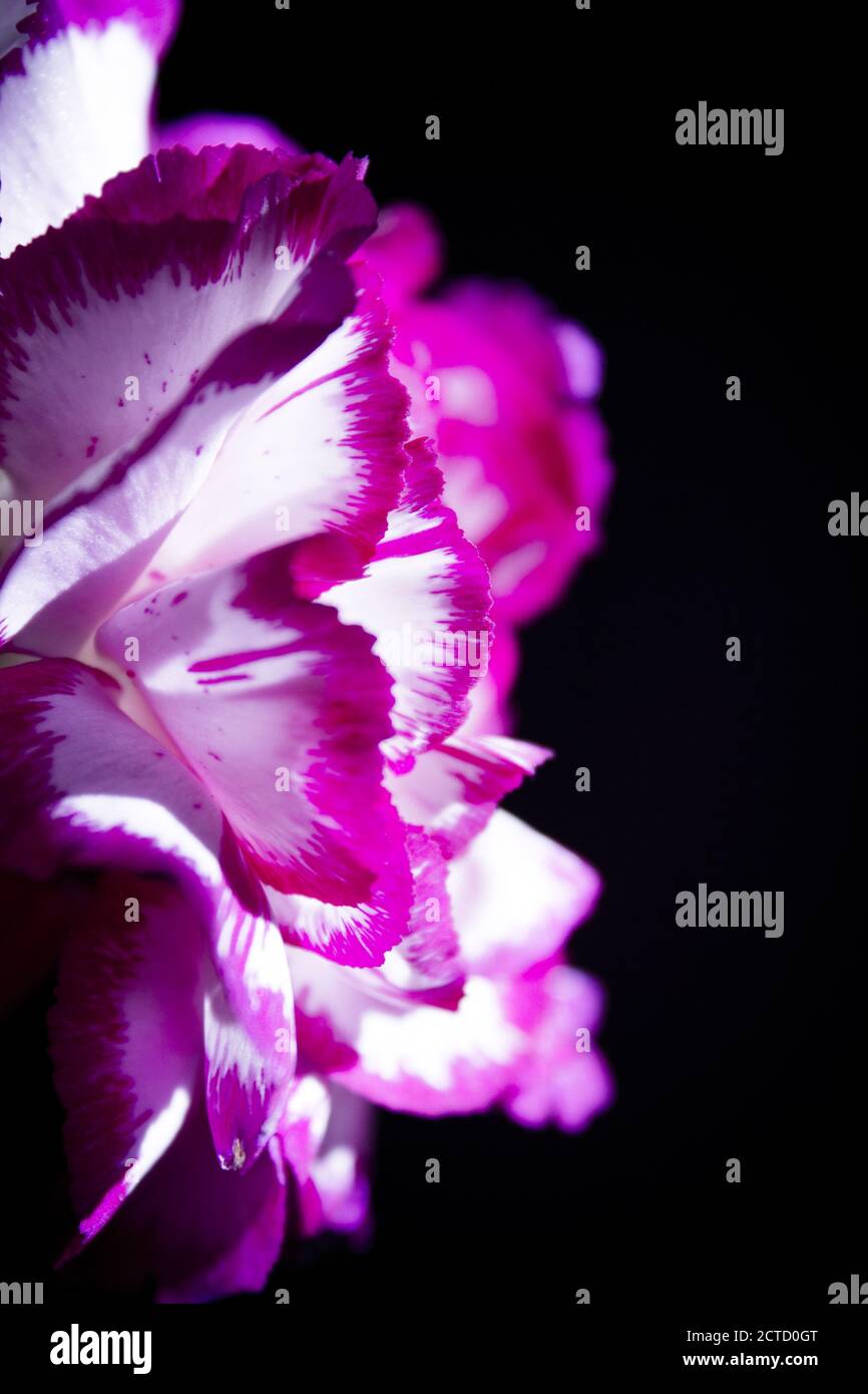 Carnation flower in white and pink color. Black background Stock Photo ...