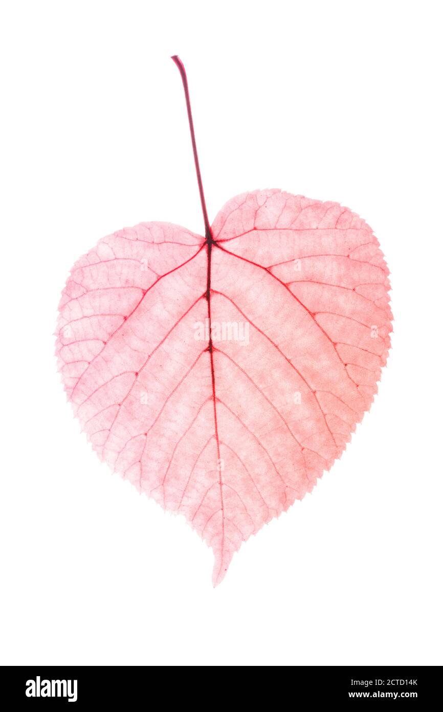 beautiful red leaf isolated on a white background Stock Photo - Alamy