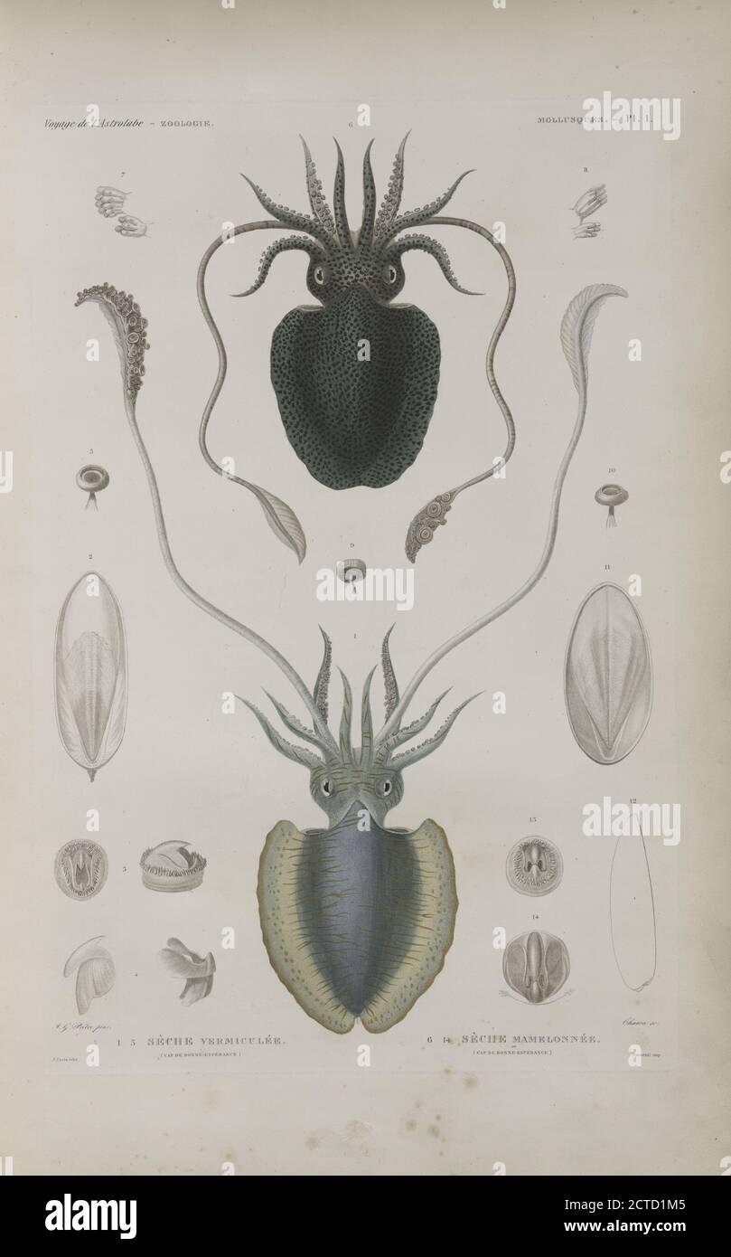 Mollusques: 1.- 5. Sèche vermiculée. (Cap de bonne-espérance.); 6.-14. Séche mamelonneé. (Cap de bonne-espérance.)., still image, 1830 - 1835, Dumont d'Urville, Jules-Sébastien-César (1790-1842 Stock Photo