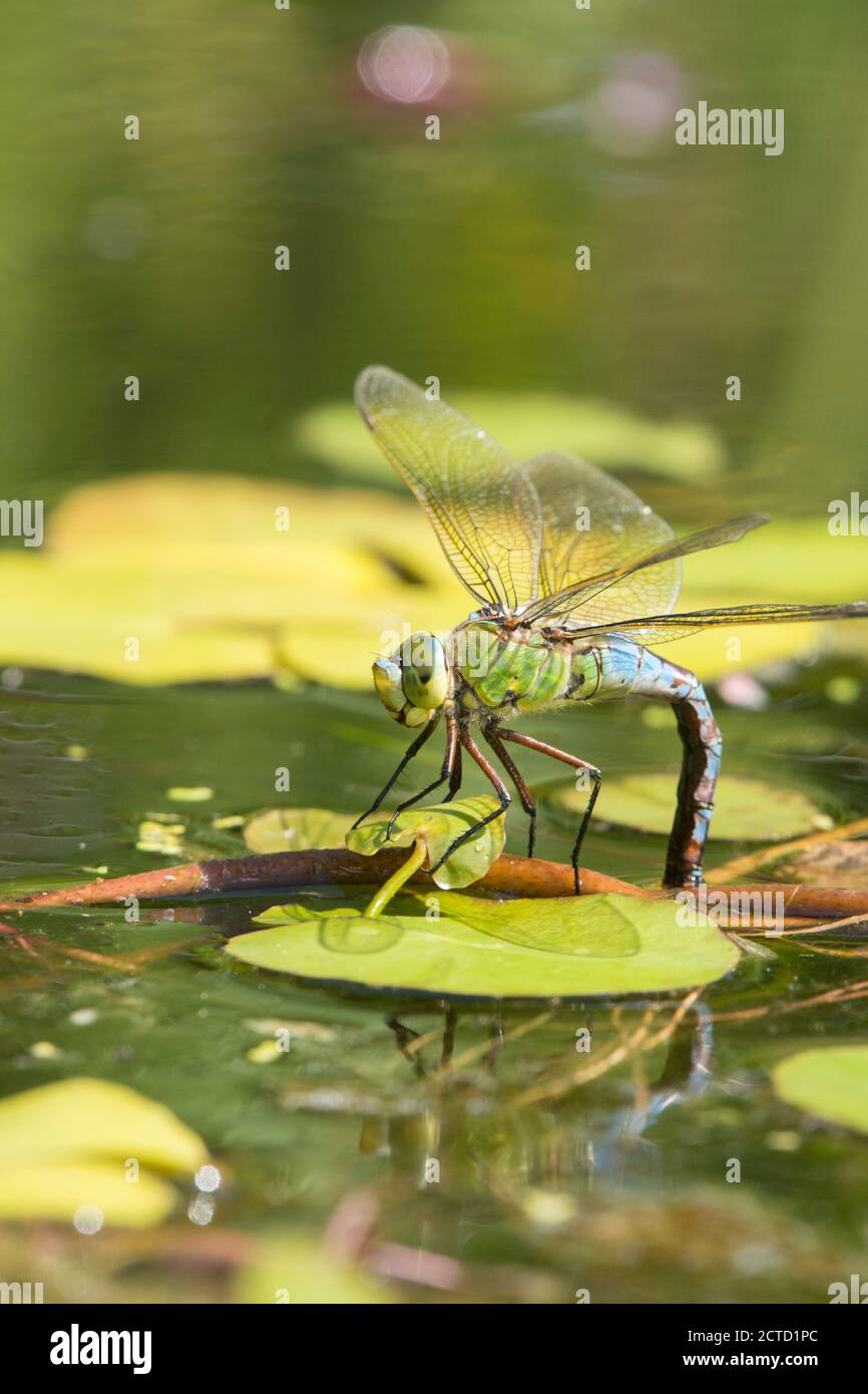 Emperor Dragonfly, Anax imperator, female with blue abdomen due to warm ...