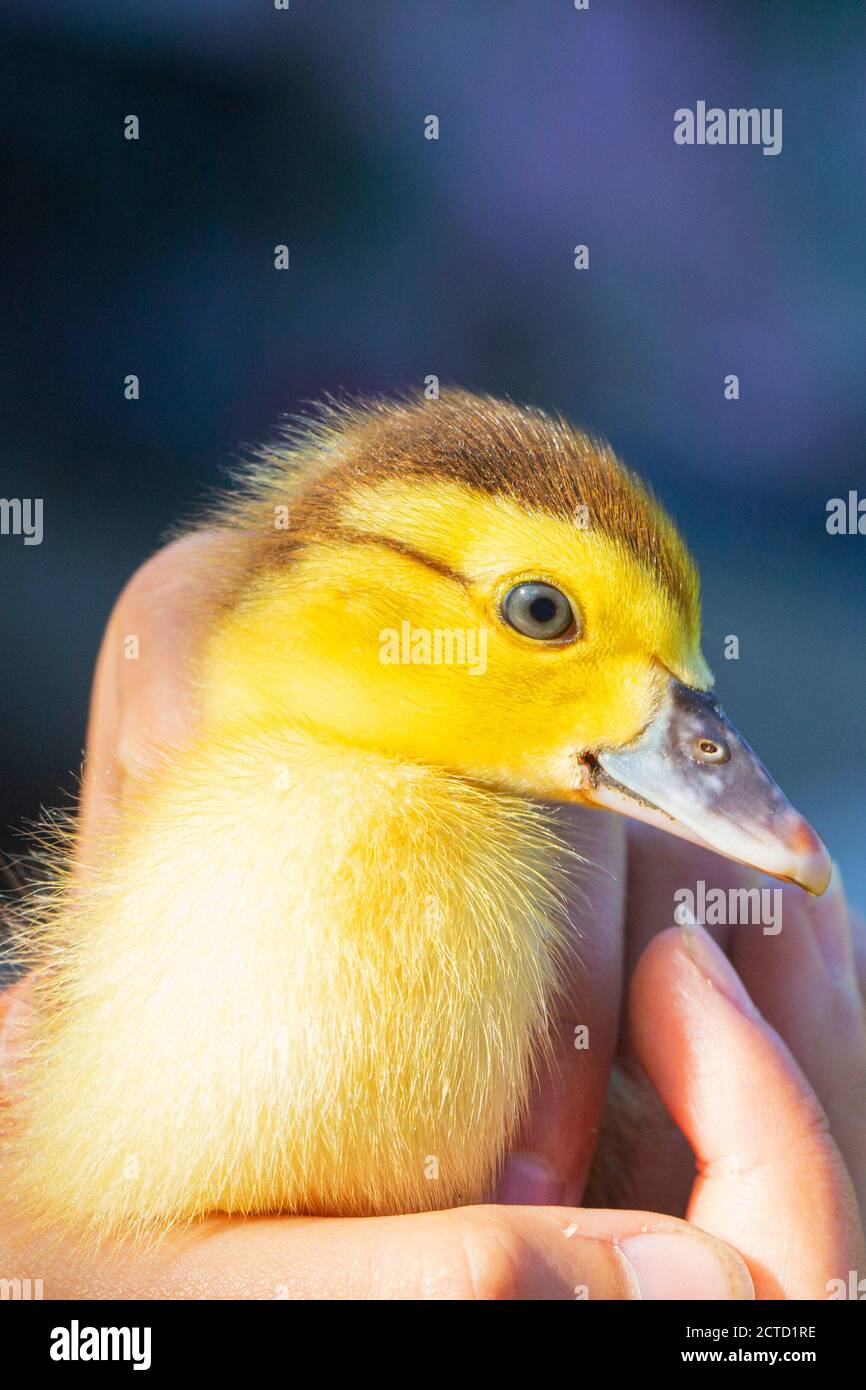 Duckling in hand, newborn duckling yellow. Pets. Stock Photo