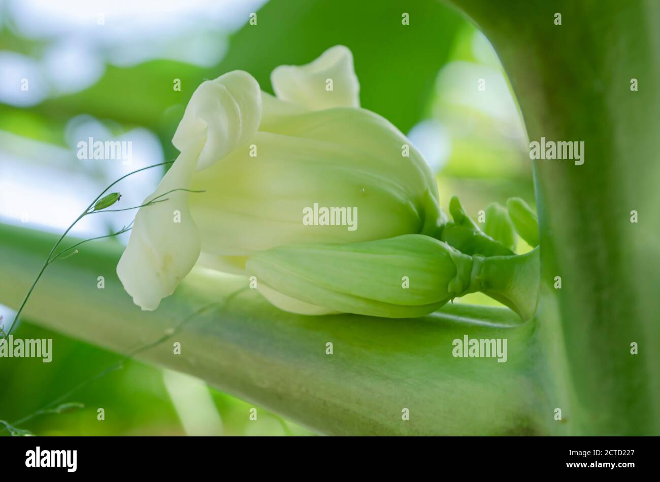 Isolated Papaya Blossom Stock Photo Alamy