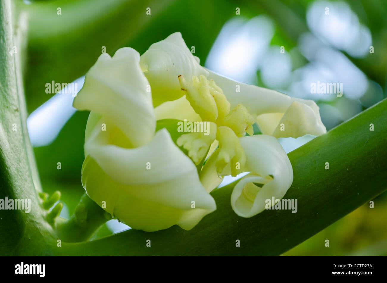 Closeup Of Papaya Blossom Stock Photo Alamy