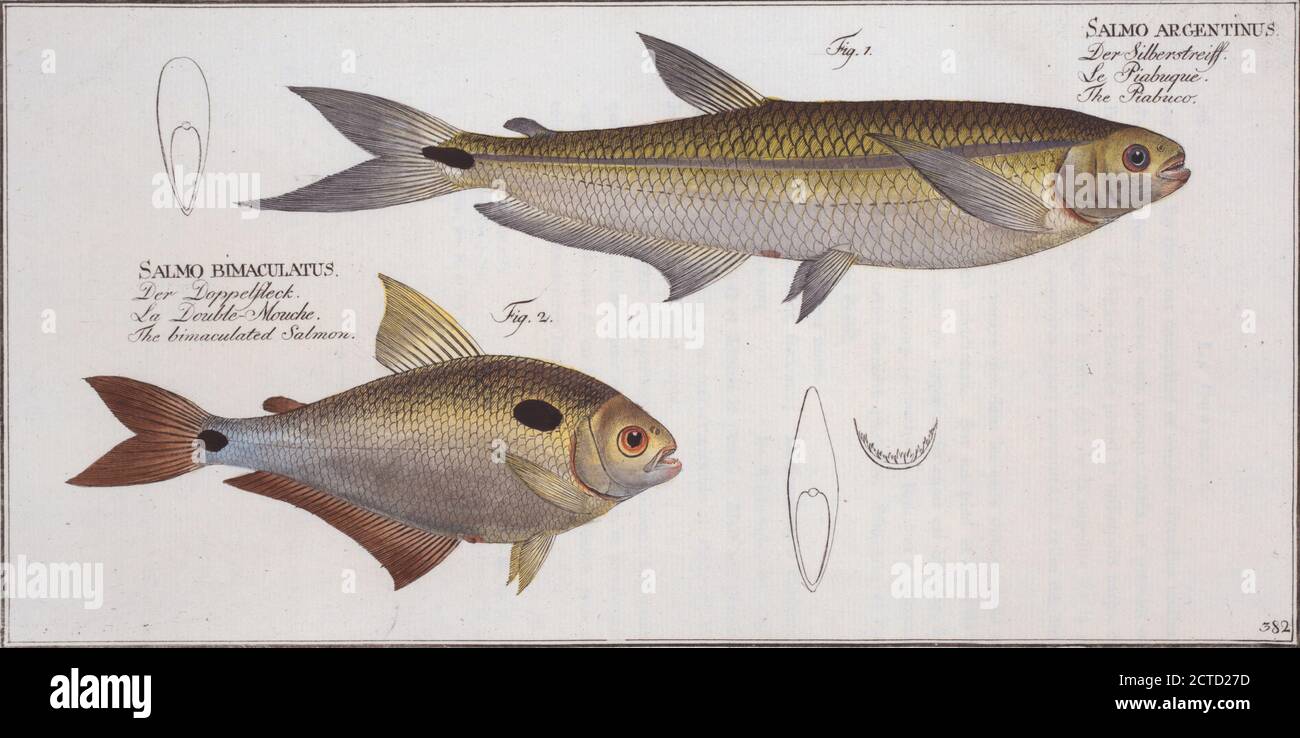1. Salmo argentinus, The Piabuco; 2. Salmo bimaculatus, The bimaculated Salmon., still image, Prints, 1785 - 1797, Bloch, Marcus Elieser, 1723-1799 Stock Photo