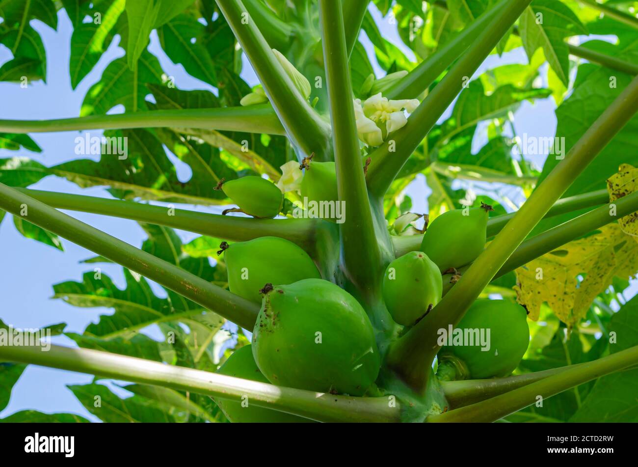 Looking Up In A Papaya Tree Stock Photo