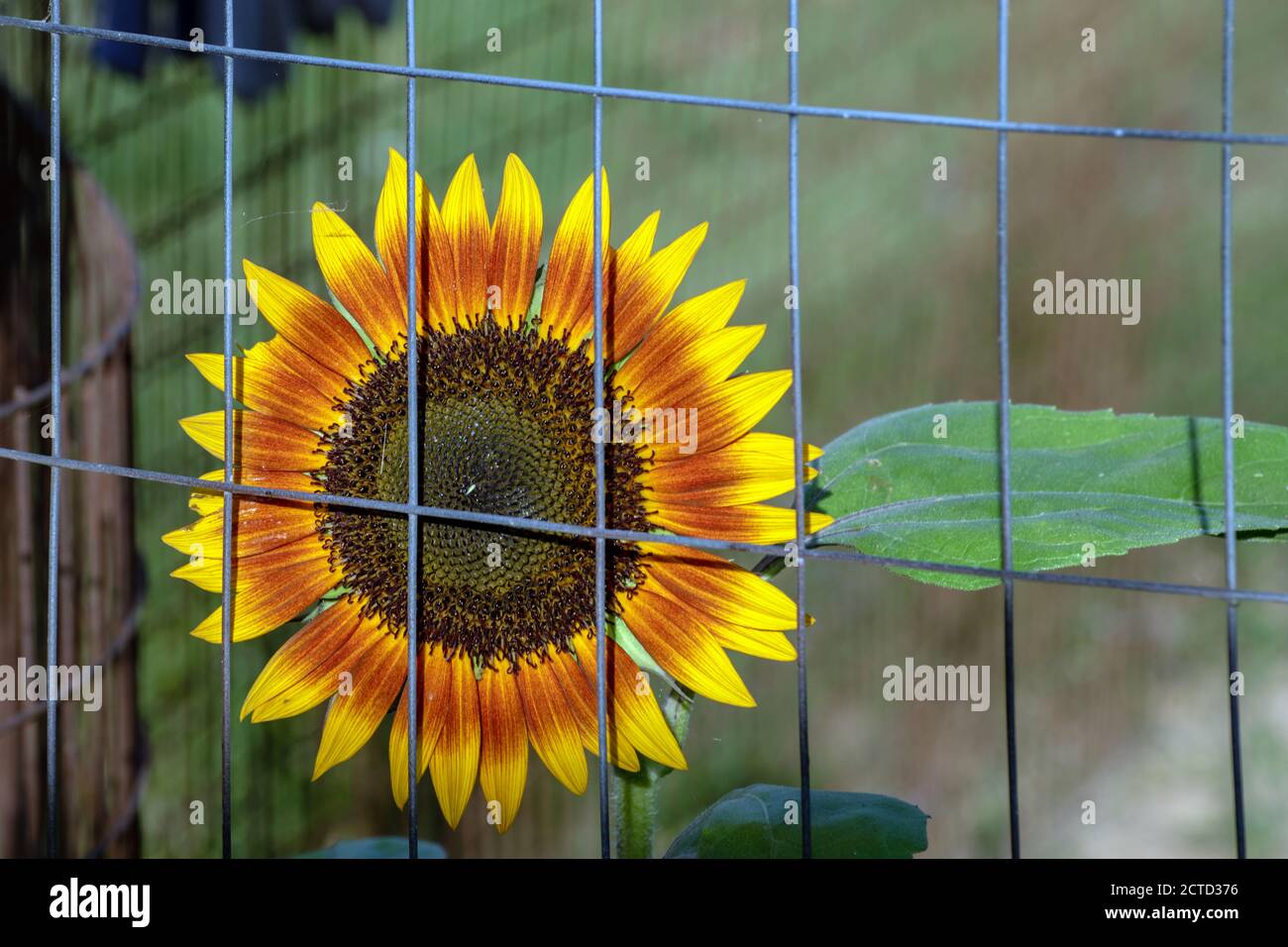 Sunflower garden fence hi-res stock photography and images - Alamy