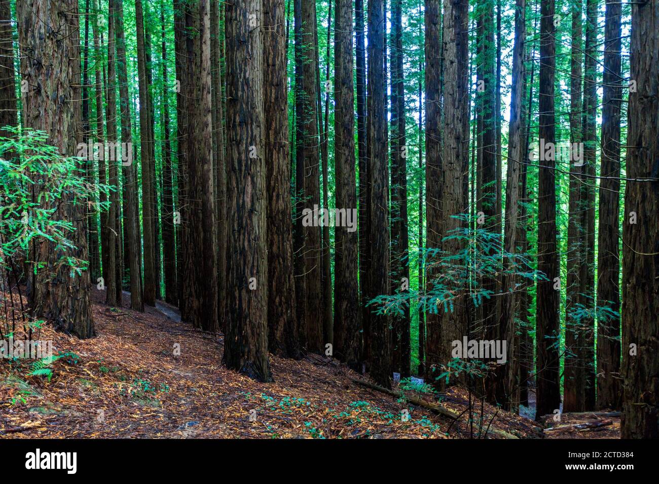 Redwood Natural Monument.  Cabezón de la Sal. Cantabria. Spain Stock Photo