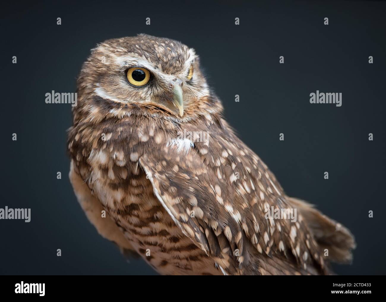 An endangered burrowing owl named Basil at the Birds of Prey rescue centre in Coaldale, Alberta. Stock Photo