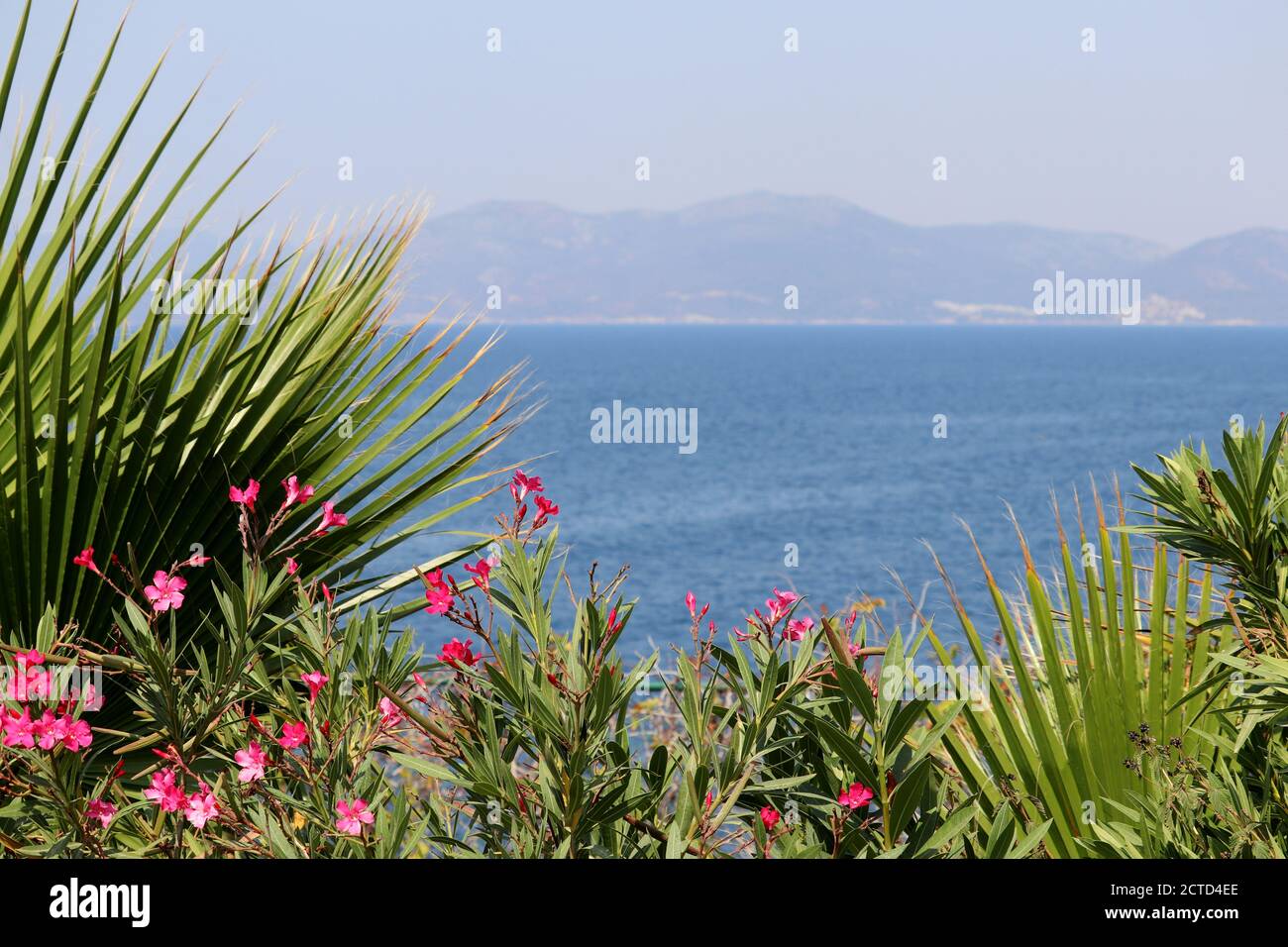 Sea vacation, view through palm leaves and tropical flowers to mountain coast. Background for leisure and relax on a paradise beach Stock Photo