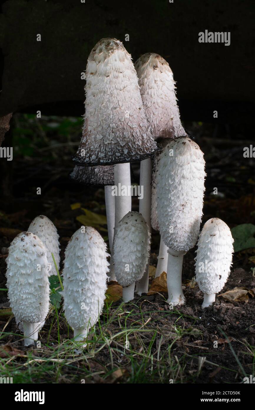 Shaggy ink cap group with fresh and decomposing fruiting bodies. Stock Photo