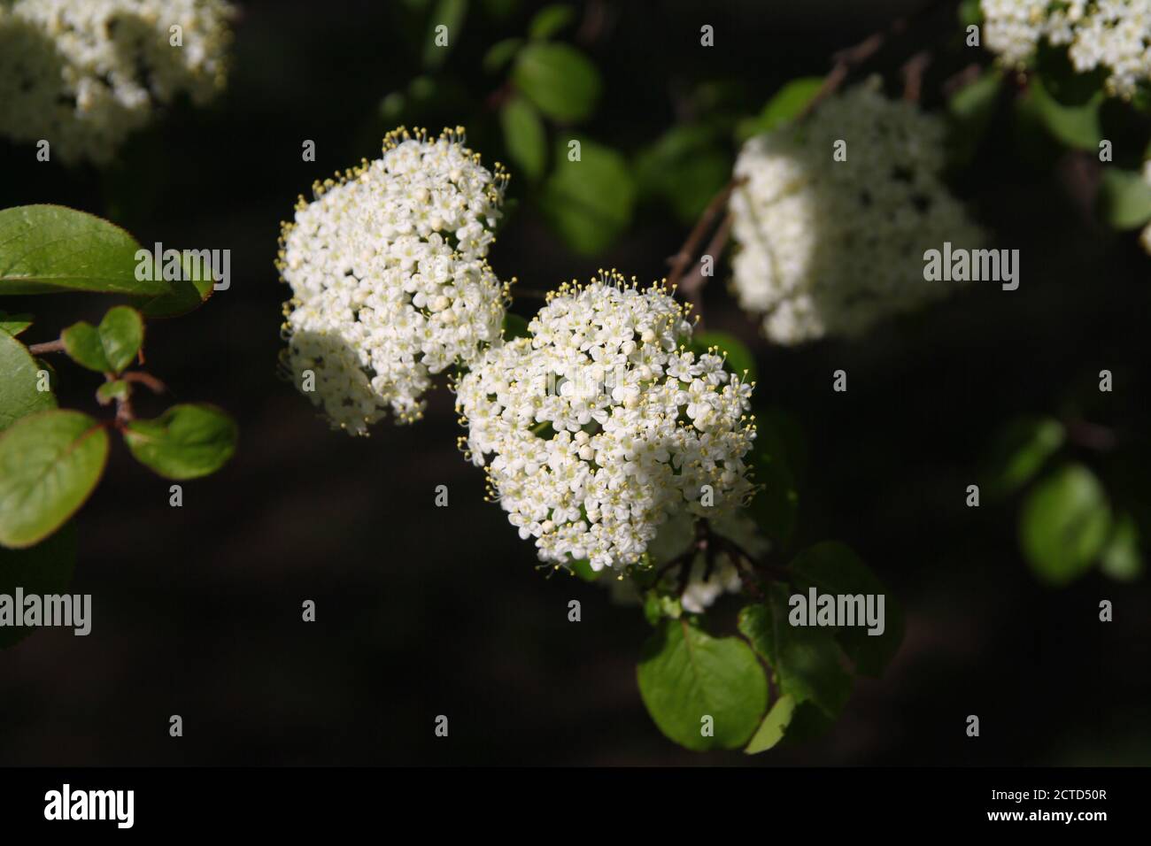 Picture of white blooming flowers in spring Stock Photo