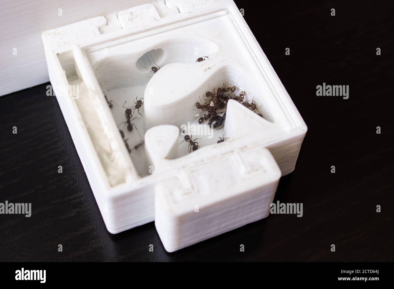 Ants in white formicaria on wooden table Stock Photo
