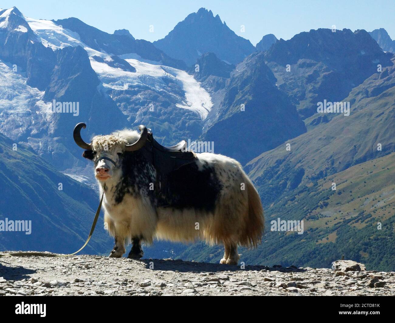 Domestic yak (Bos grunniens). Mountains in Dombay. Caucasus Mountains in the Karachay-Cherkess Republic, Teberda Nature Reserve, Russia. Stock Photo