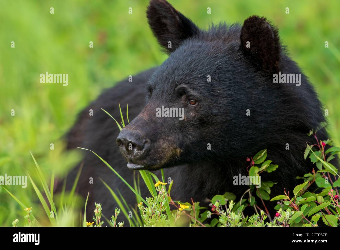Canadian Black Bear Stock Photo