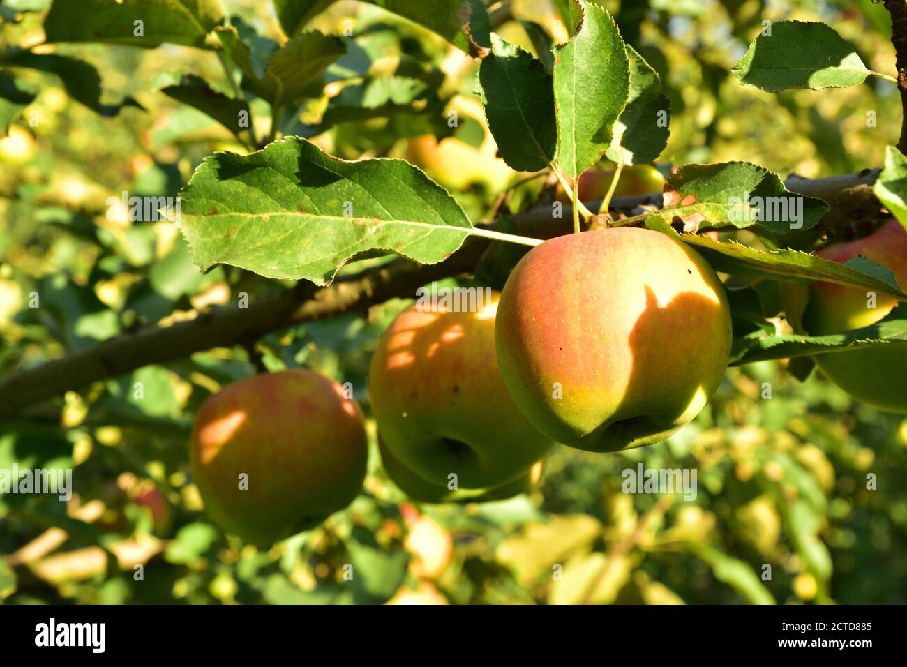 Red and green apples growing on the tree Stock Photo - Alamy