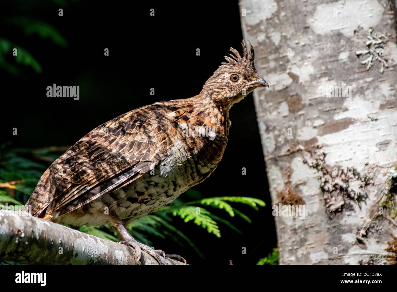 Canadian Ruffed Grouse Stock Photo