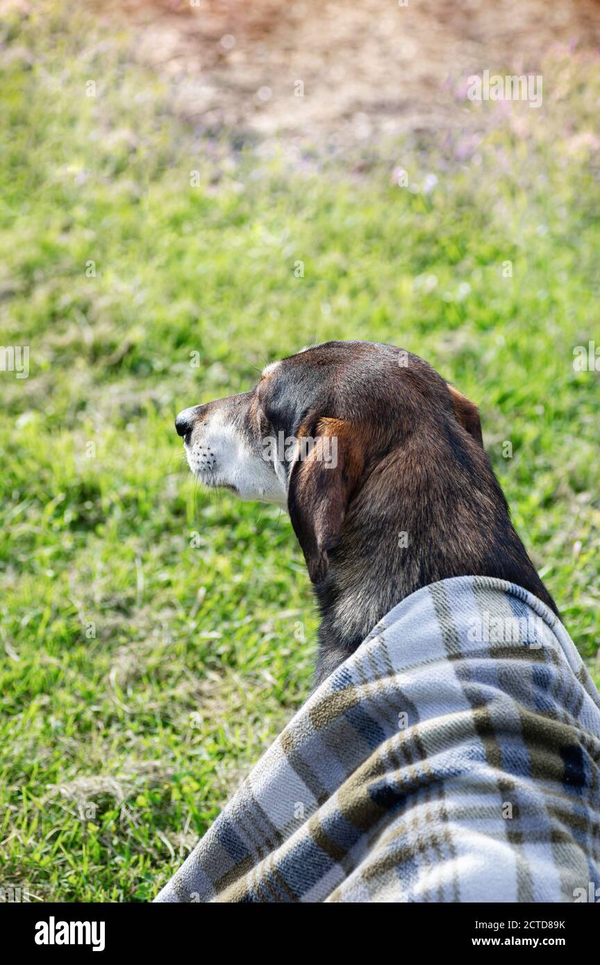 Sad dog wrapped in plaid blanket, sitting on grass. Autumn photo of walking pet. Close up. Copy space. Selective focus. Vertical crop. Stock Photo