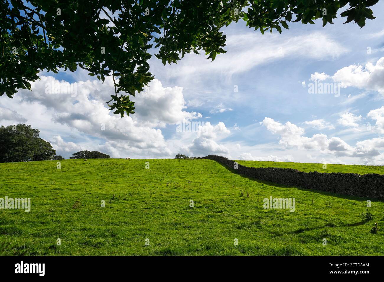 A hillside meadow in Nidderdale North Yorkshire UK. 20-08-2020 Stock Photo
