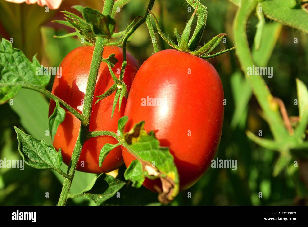 Two red tomatoes on the bush growing Stock Photo - Alamy