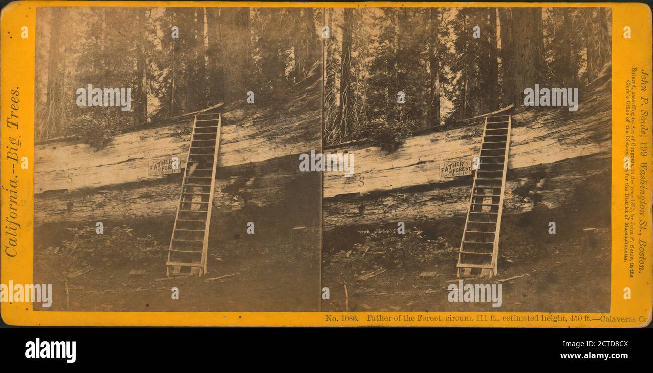 Father of the Forest, circum. 111 feet, estimated height, 450 feet, Calaveras County., still image, Stereographs, 1870, Soule, John P. (1827-1904 Stock Photo