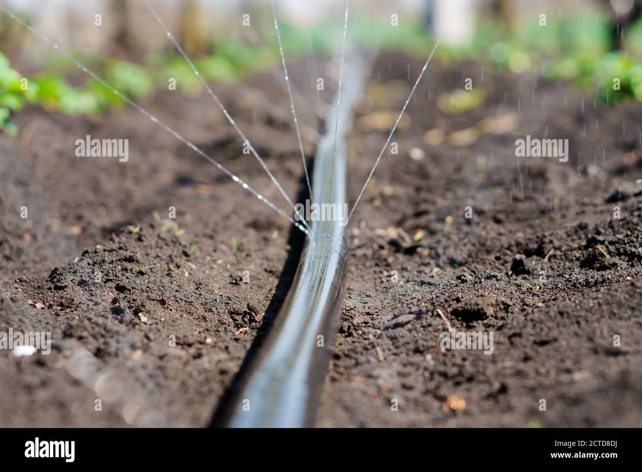 Hose hosepipe house tube irrigation hires stock photography and images