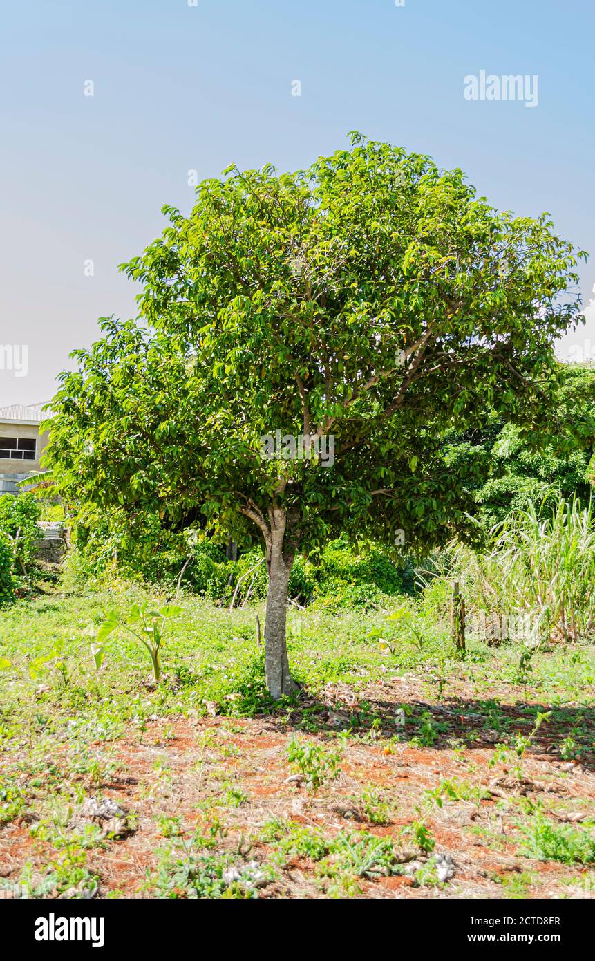 Guyabano Tree High Resolution Stock Photography And Images Alamy