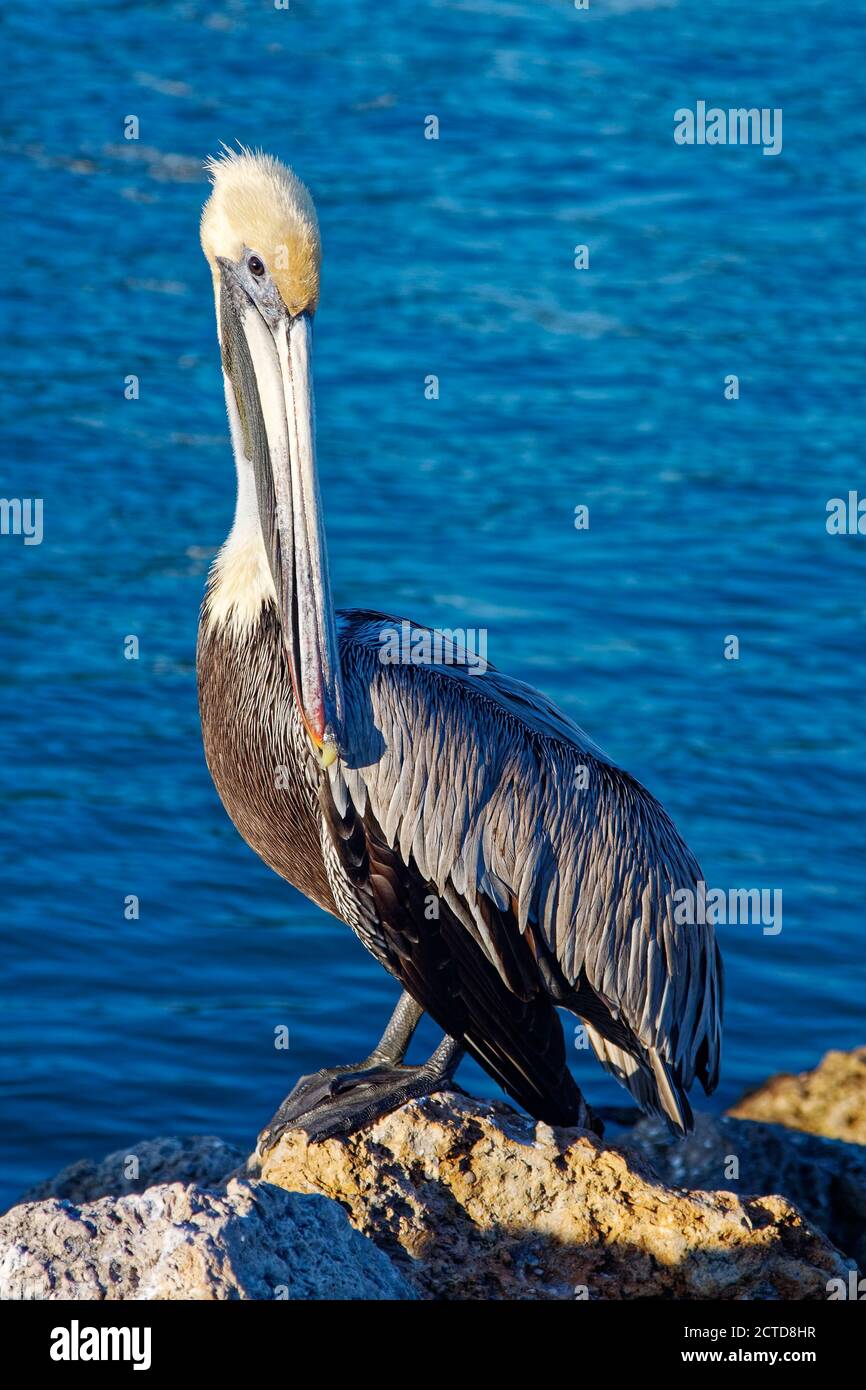 Long beak animal hi-res stock photography and images - Alamy Long beak animal hi-res stock photography and images - Alamy