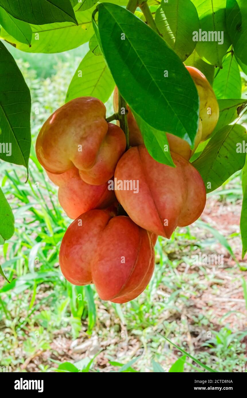 Bunch Of Ackee Among Leaves Stock Photo