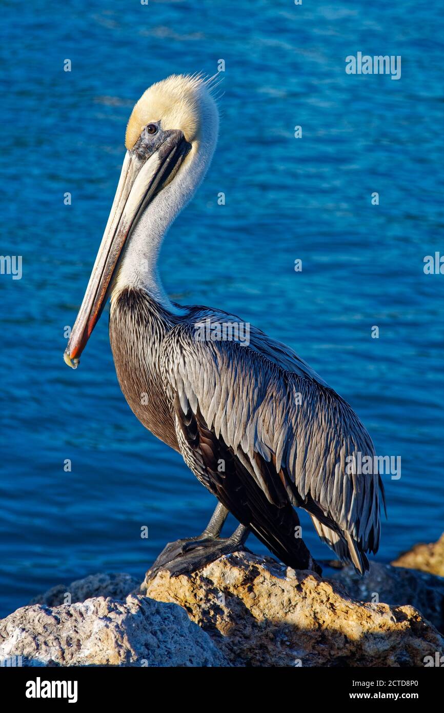 American brown pelican, large diving bird, long beak, close-up, wildlife, animal, Pelecanus occidentalis, aqua water; Venice Inlet; Florida; Venice; F Stock Photo
