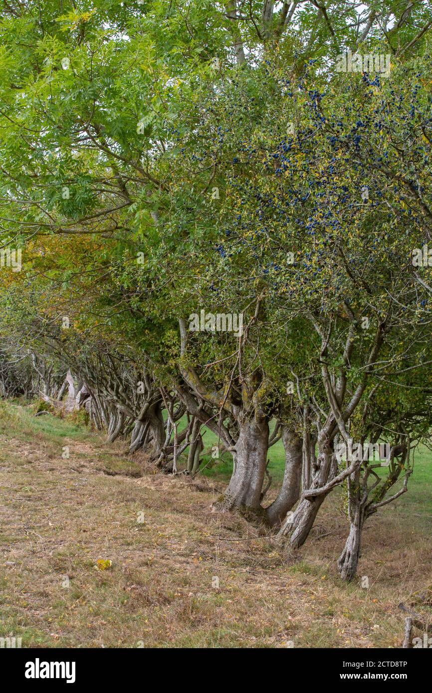 Knepp Estate Rewilding project no barbed wire hedgerows Stock Photo