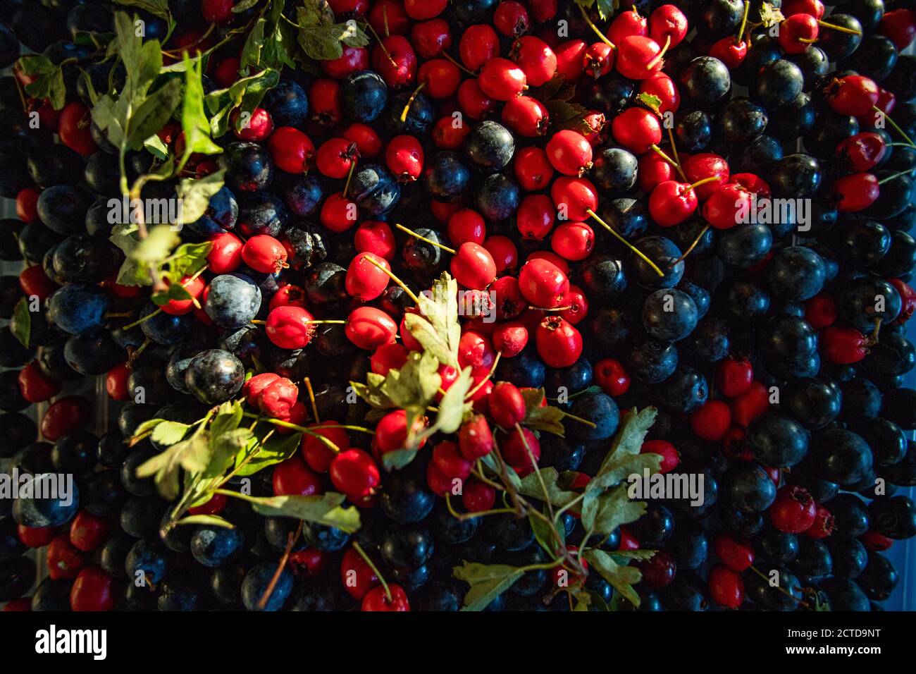 drying sloe and red berries Stock Photo