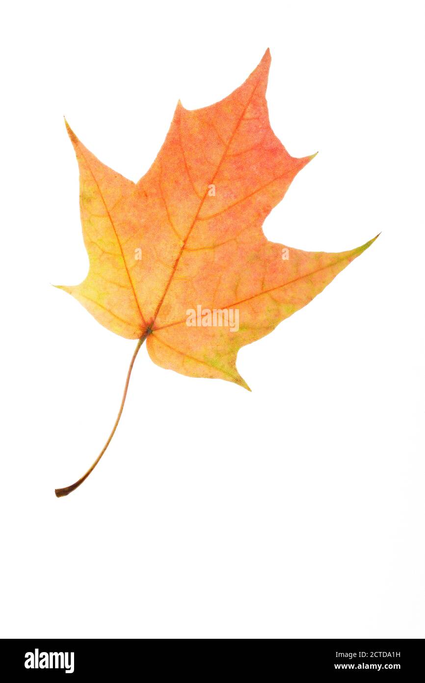 autumn maple leaf isolated on white background Stock Photo - Alamy