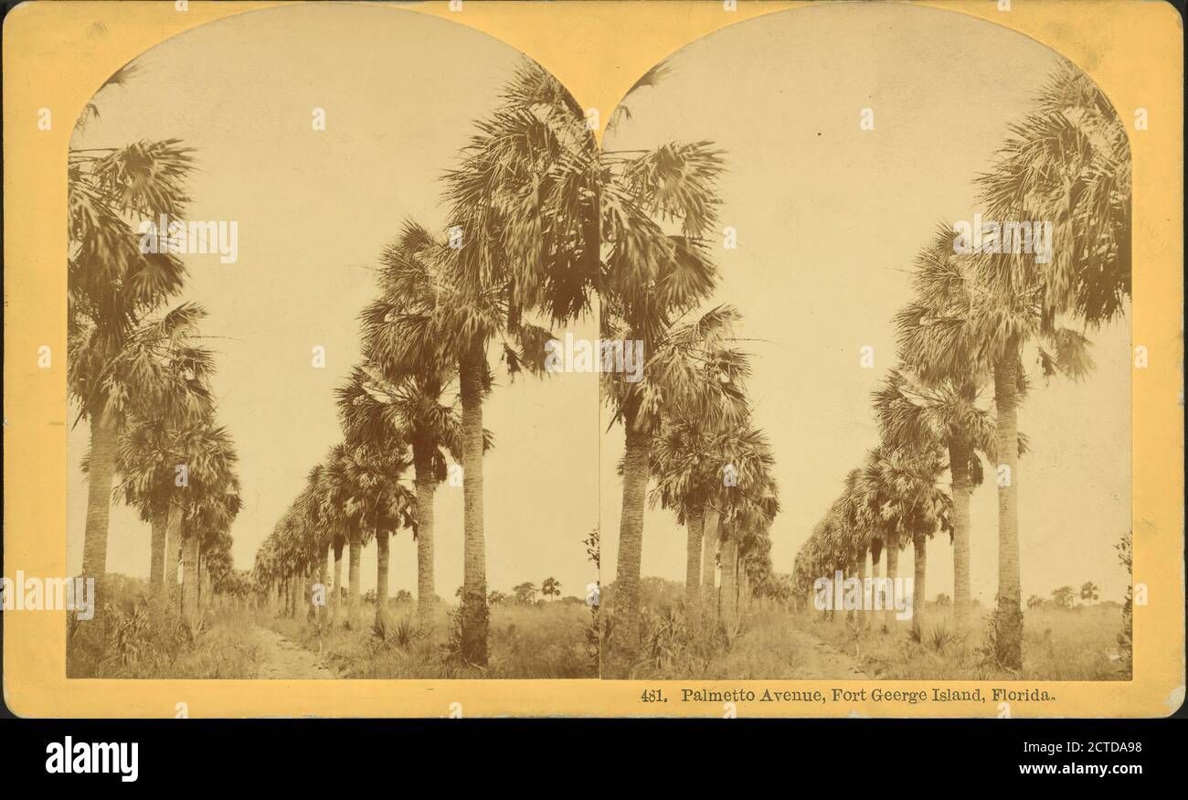 Palmetto Avenue, Fort George Island, Florida. #481, still image, Stereographs, 1850 - 1930, Kilburn, B. W. (Benjamin West) (1827-1909 Stock Photo
