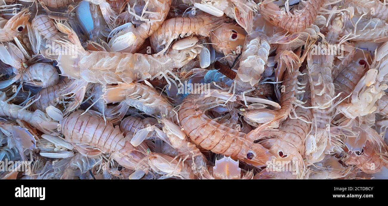 Mantis shrimps on sale on Italian fish market, Squilla mantis, pacchero, canocchia. Stock Photo