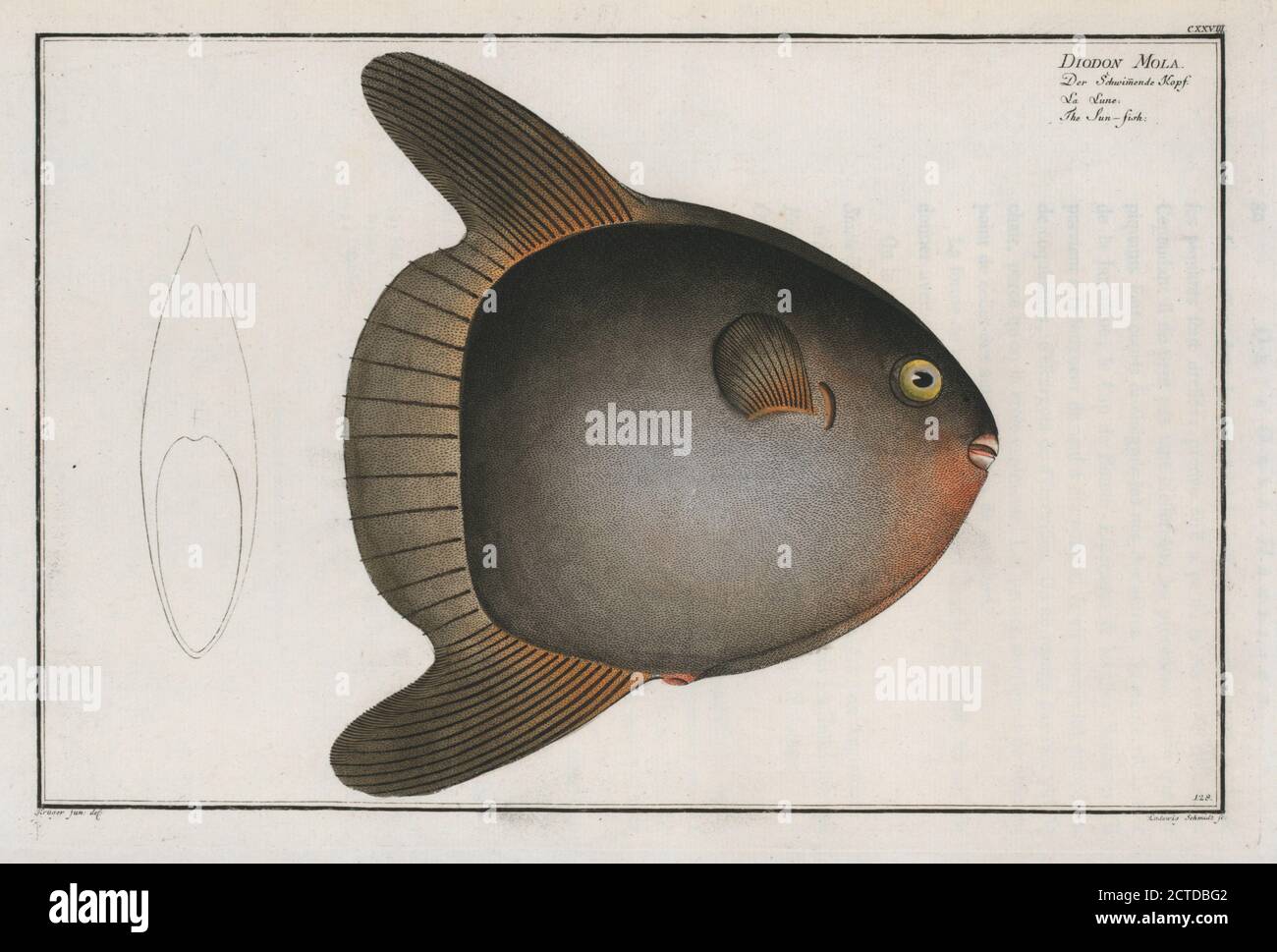 Diodon High Resolution Stock Photography And Images Alamy
