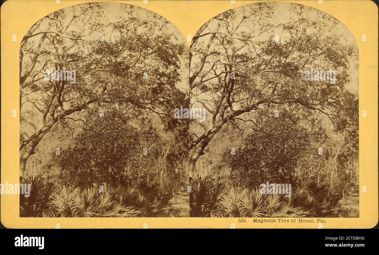Magnolia Tree at Home, Fla., still image, Stereographs, 1850 - 1930, Kilburn, B. W. (Benjamin West) (1827-1909 Stock Photo