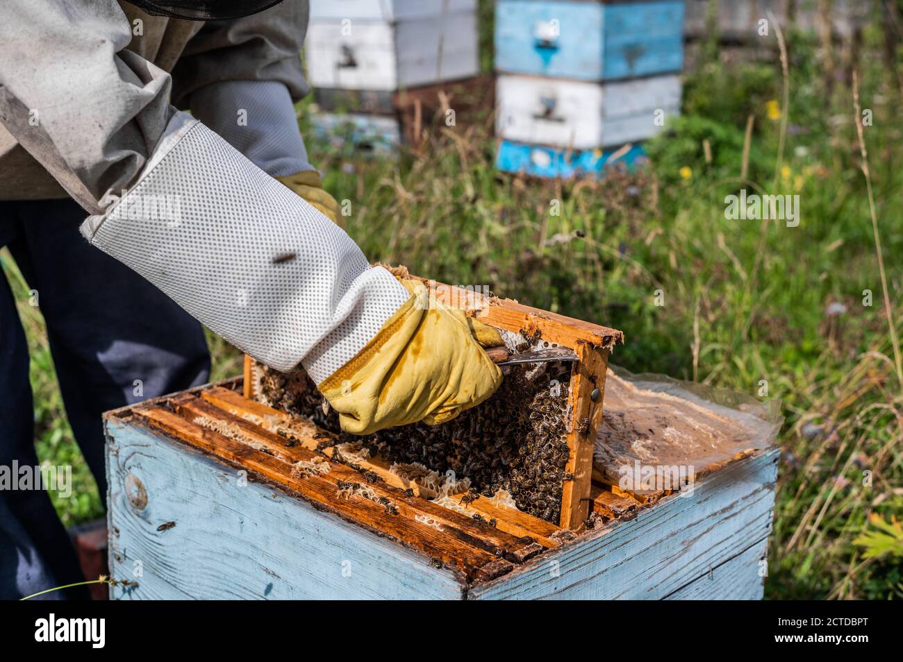 Bee master on apiary. Man in protective hat works with beehive. Beekeeper examining bees on a bee farm on green nature background. Stock Photo