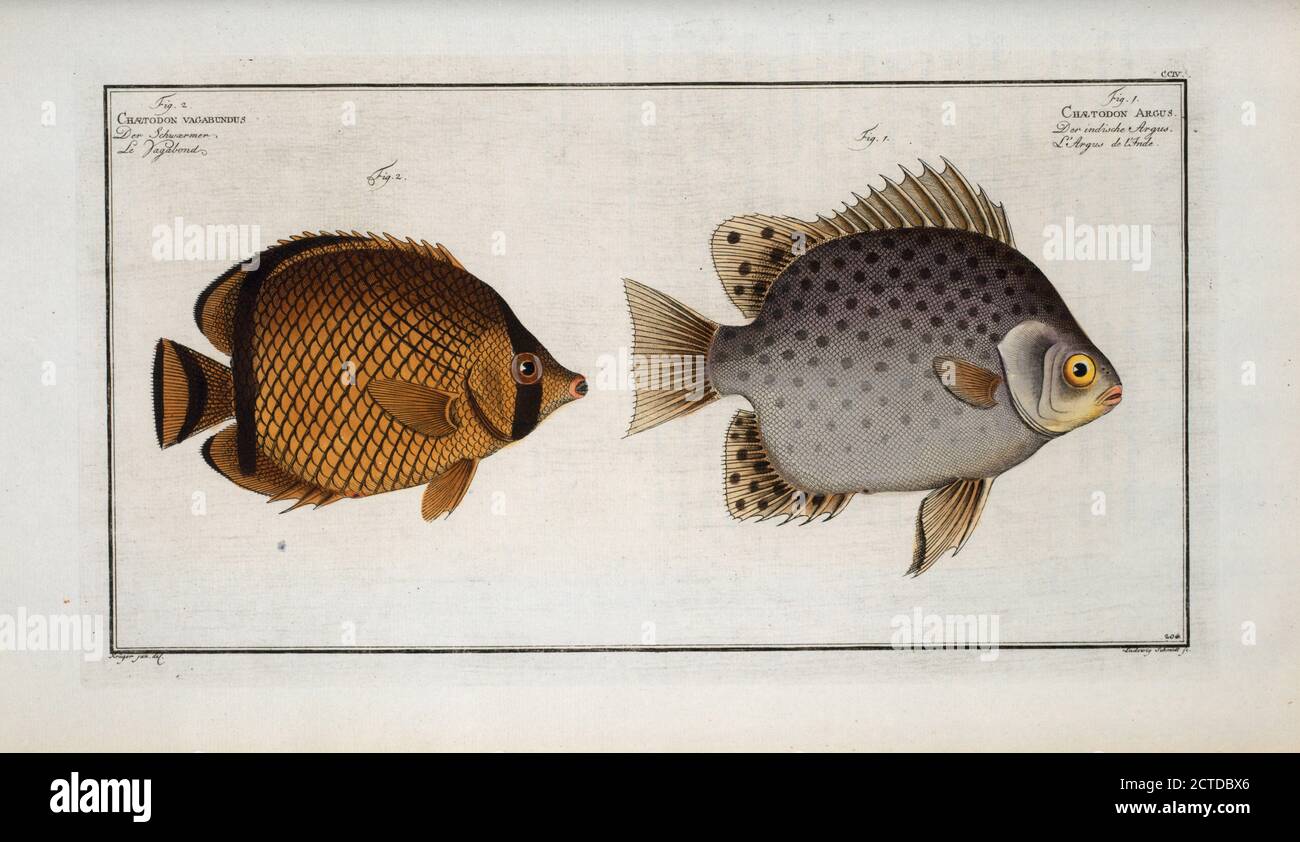 1. Chaetodon Argus; 2. Chaetodon vagabundus., still image, Prints, 1785 - 1797, Bloch, Marcus Elieser, 1723-1799 Stock Photo