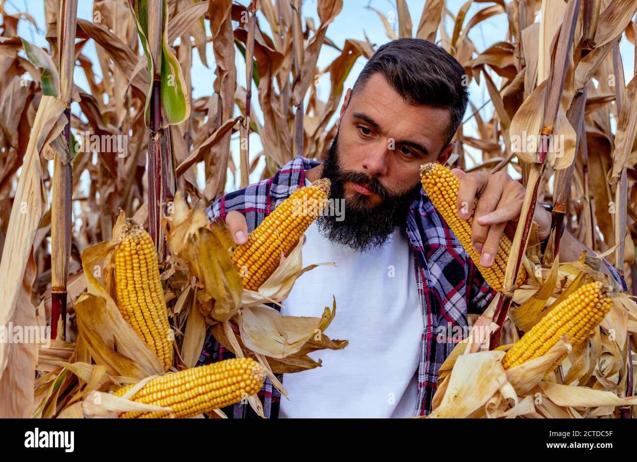Farmer or agronomist standing in corn field inspecting the golden ripe ...