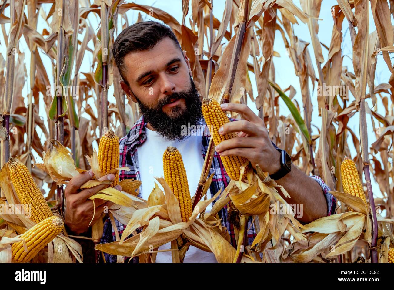 Farmer or agronomist standing in corn field inspecting the golden ripe ...