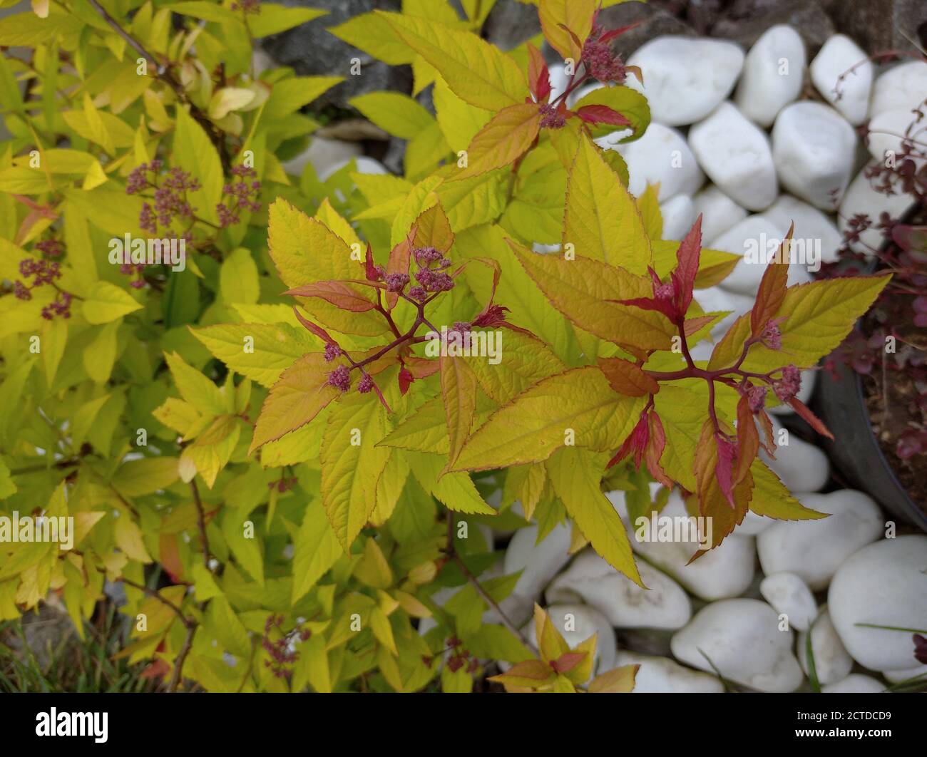 bright leaves of Spirea Japanese against the background of white stones Stock Photo